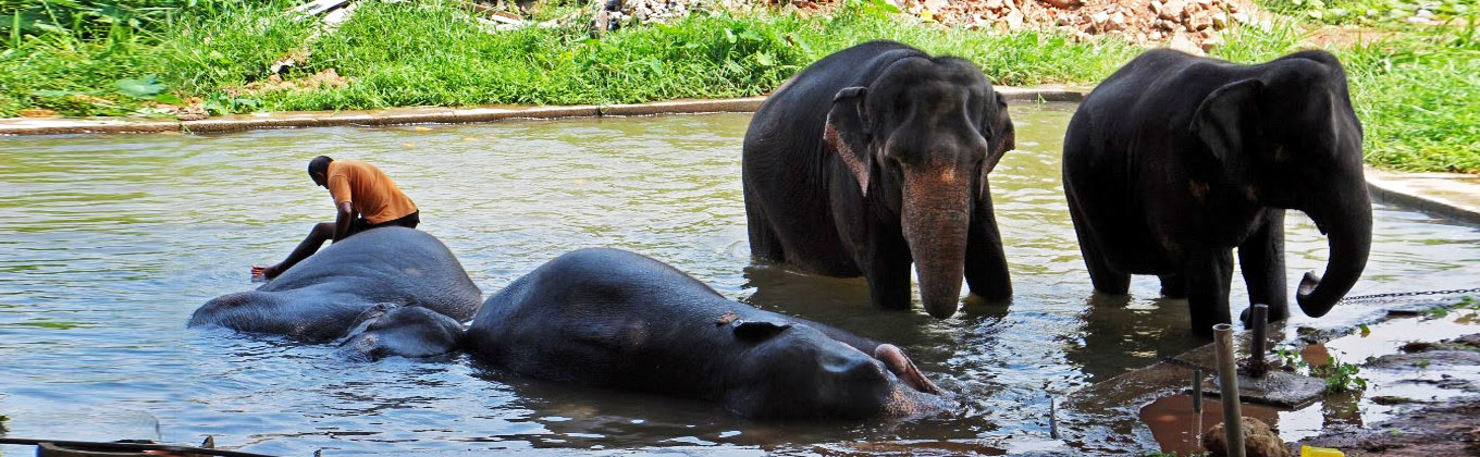 Dehiwala Zoo - Colombo