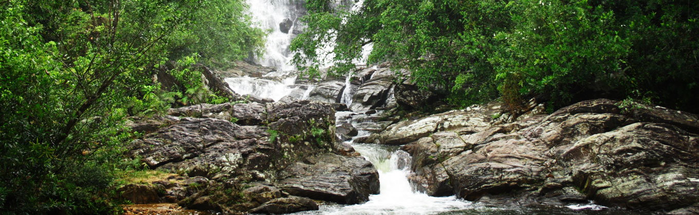 Sinharaja Rain Forest 